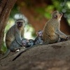 Kockodan cervenozeleny - Chlorocebus pygerythrus cynosuros - Vervet Monkey o2297